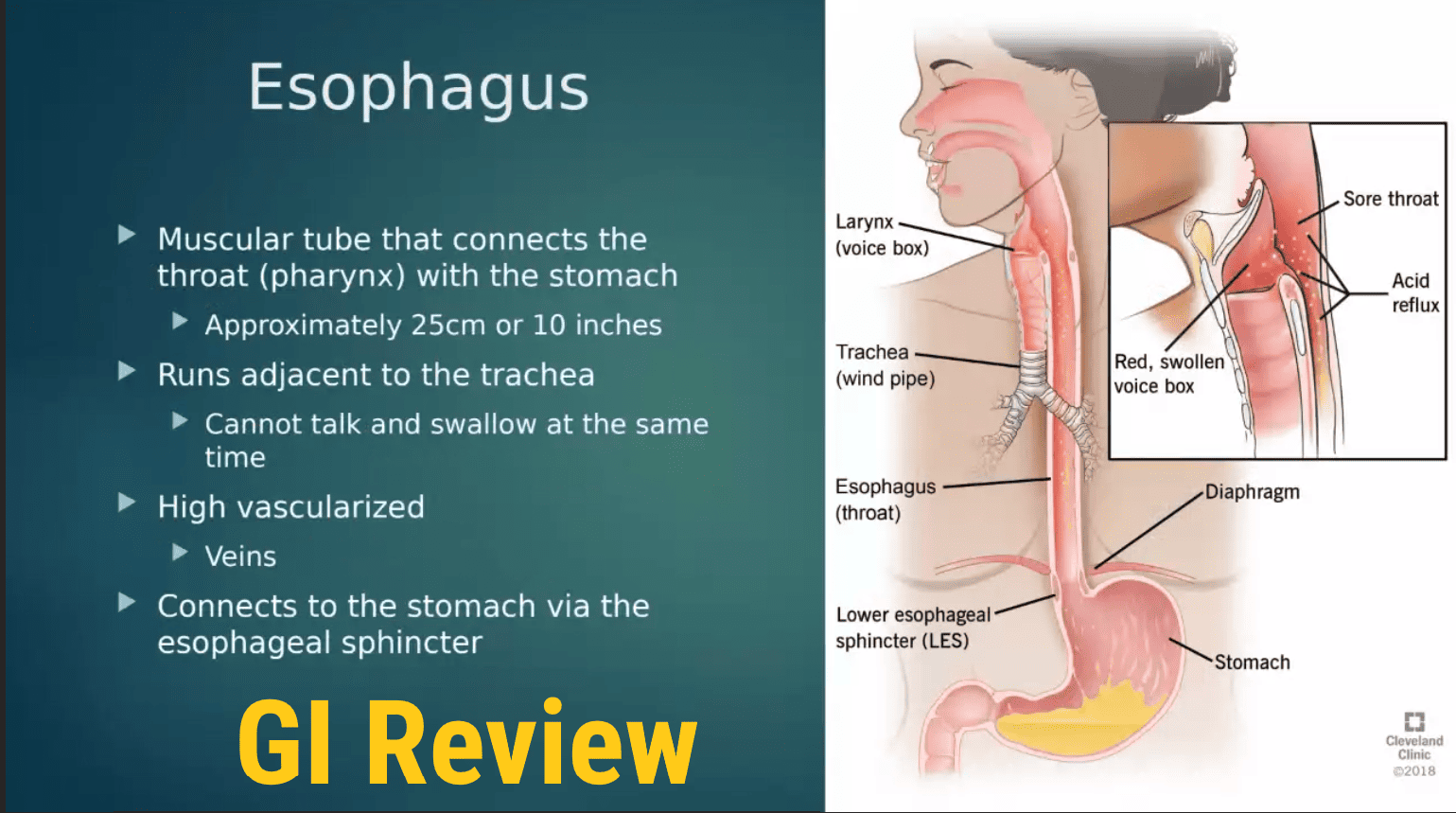 Nursing Review Workshops