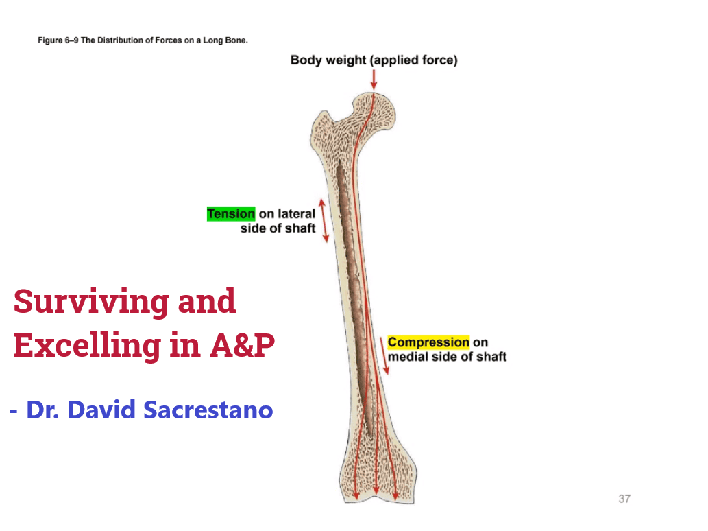 A&P Review